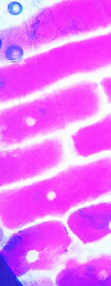 Red Onion Cells image